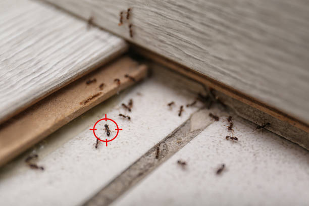 Best Pest Prevention Services  in Riviera Beach, FL