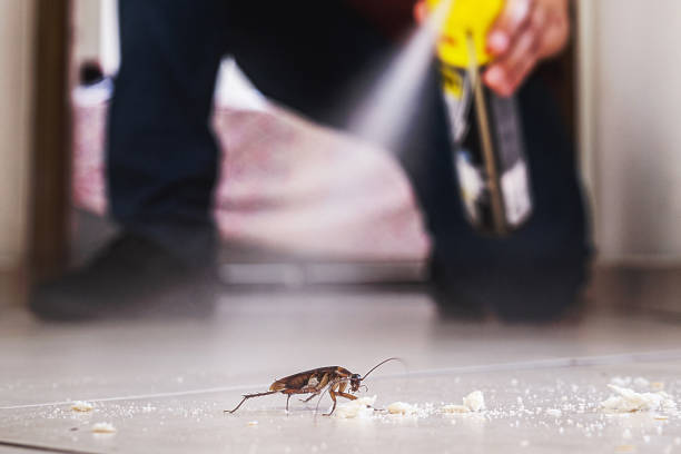Spider Control Near Me in Riviera Beach, FL